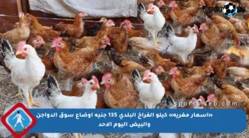 «أسعار مغرية» كيلو الفراخ البلدى 135 جنية أوضاع سوق الدواجن والبيض اليوم الأحد